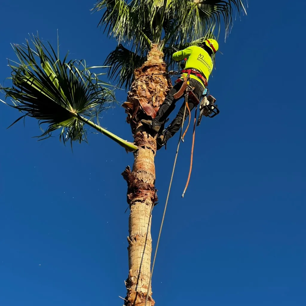 Tree Removal