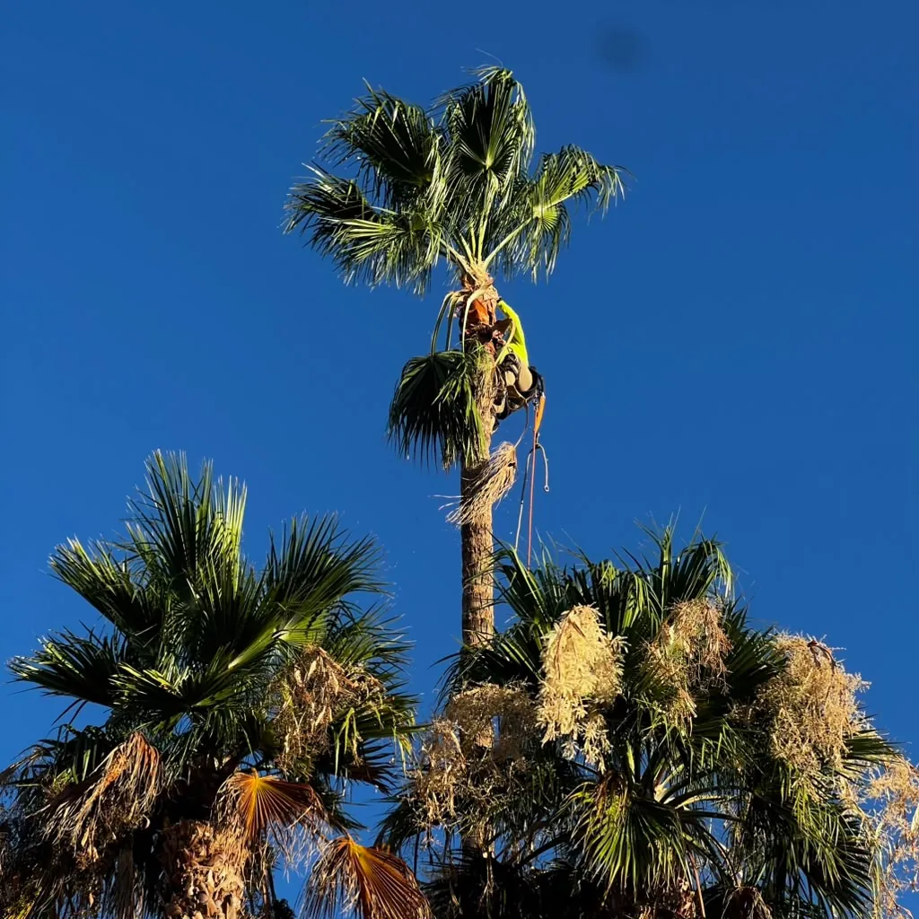 Tree Trimming